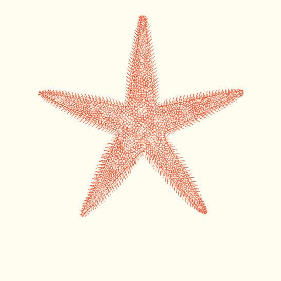 Red starfish on a white background