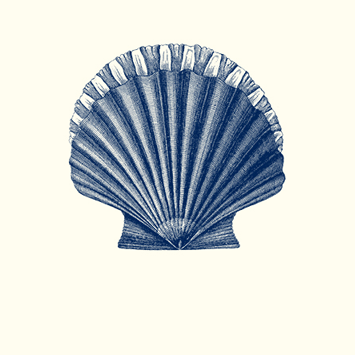 Scallop Jotters